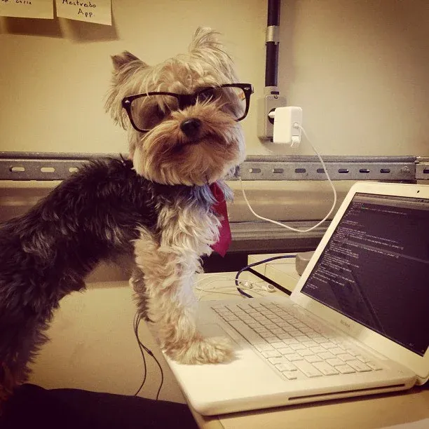 A dog wearing glasses, coding behind a laptop